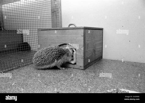 The Picture Shows A Found Animal In A Stable Of A Hedgehog Station He