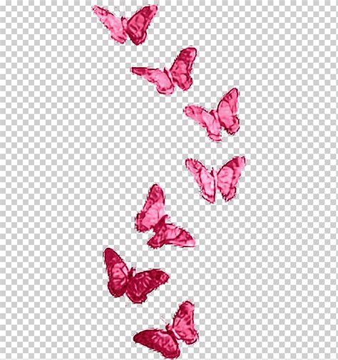 Mariposa Transparencia Y Translucidez Mariposa Modelo Insectos