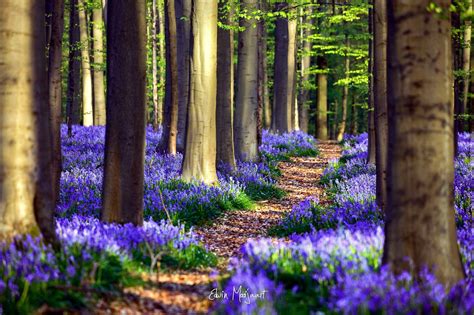 Las Kwiaty Ścieżka Wiosna Belgia Nature Photography Trees Spring