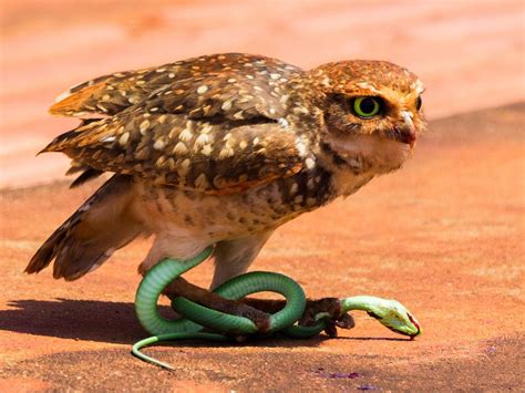 Do Owls Eat Snakes Birdfact