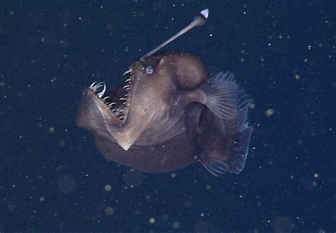 Creepy Deep Sea Anglerfish Captured In Rare Video Live Science