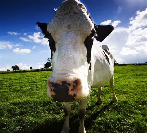 Cows Produce More Milk When Listening To Smooth Jams Animal Facts