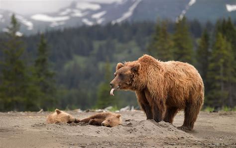 Big Bears Teaching Their Teddies How To Bear Bear Cubs Bear Momma Bear