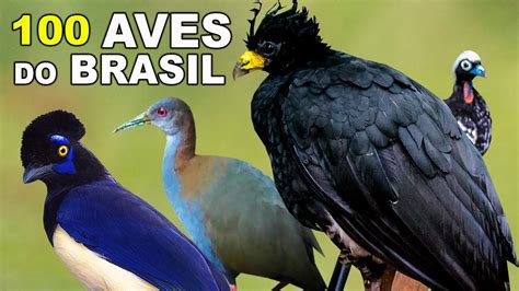 100 ESPÉCIES DE AVES BRASILEIRAS E SEUS NOMES AVES DO BRASIL GAVIÃO