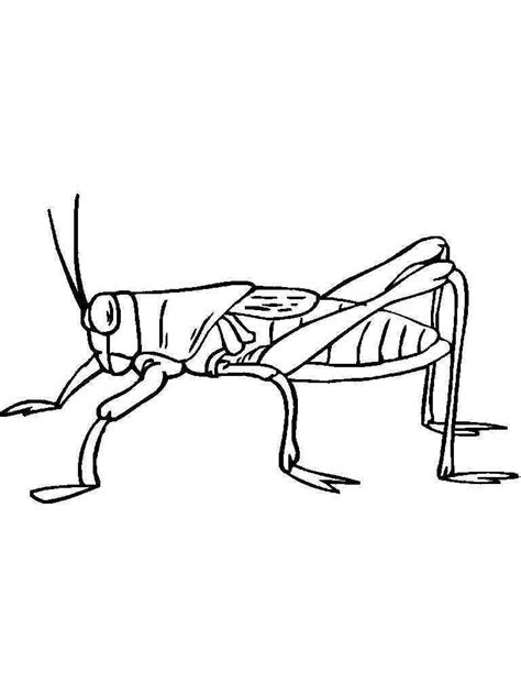 Cricket Insect Coloring Pages