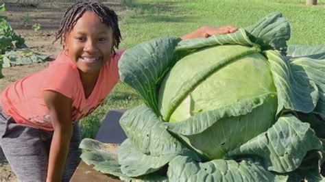 Columbus County Third Grader Grows Enormous Cabbage Cabbage Plant