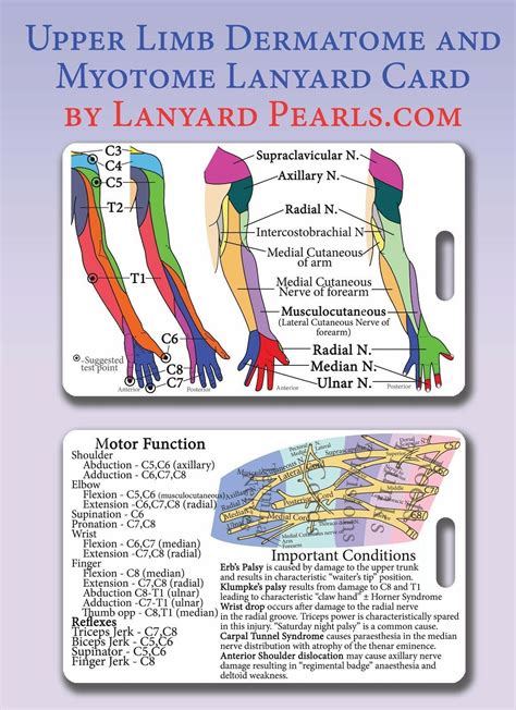 Upper Limb Dermatome Myotome Lanyard Reference Card Brachial Plexus