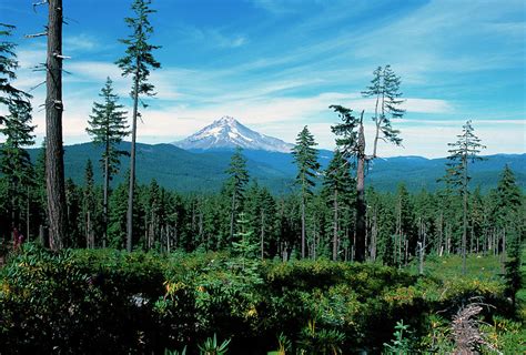 Tall Pine Trees With Mountain In Background Mount Hood Oregon