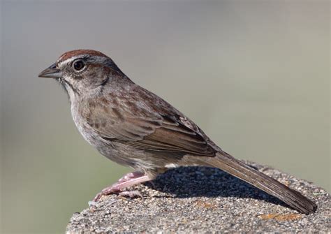 Rufous Crowned Sparrow San Diego Bird Spot