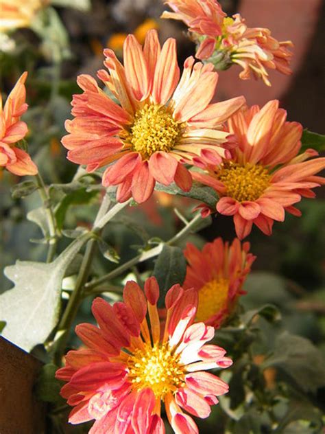 Flowering Plants For Late Summer And Fall Hubpages