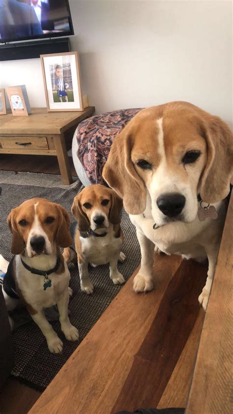 My 3 Darlings Doing What Beagles Do Best Beagle