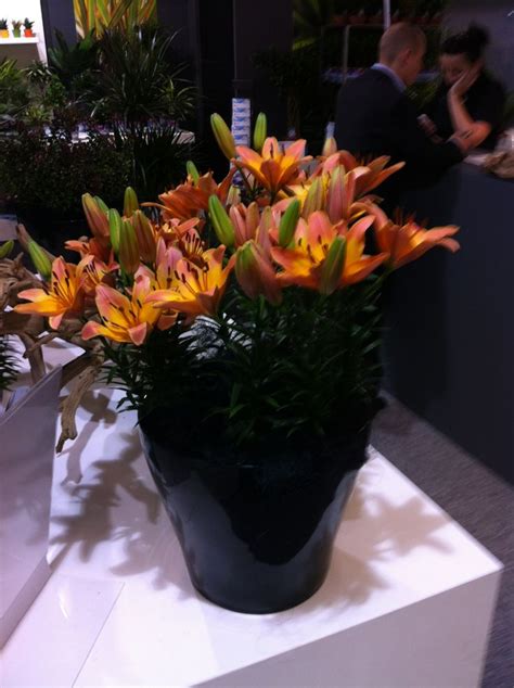 Passion Lily Ladylike Arrangement At Flora Holland Trade Fair
