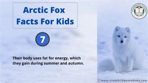 Arctic Fox Facts For Kids Artofit