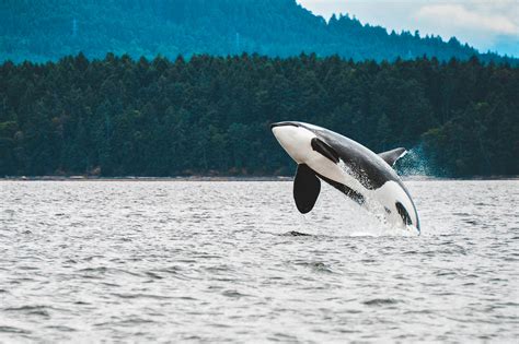 Whale Watching Vancouver Island Das Sind Die Besten Spots Wildlife