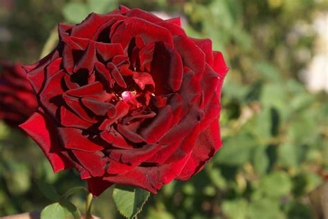 Crimson Glory Ludwigs Rosesludwigs Roses