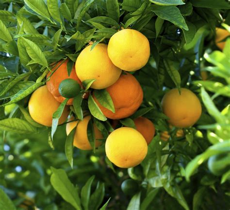 Liste De Fruits Orange Ooreka