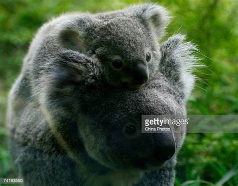 Koala Cub Photos And Premium High Res Pictures Getty Images
