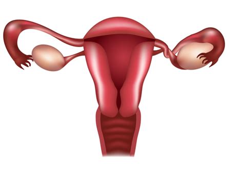 Causas Más Comunes De La Infertilidad Femenina Fertility Center Of