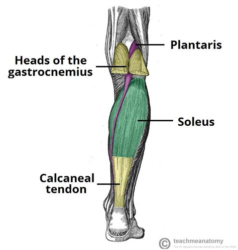 Fig 10 The Muscles In The Superficial Layer Of The Posterior Leg