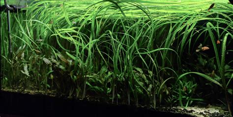 The Lazy Asian Biotope | Page 7 | UK Aquatic Plant Society