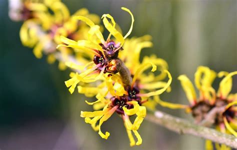 What Are The Benefits Of Witch Hazel Honey Sweetie Acres