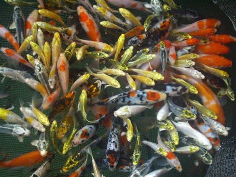 Pemijahan Ikan Koi Dan Penetasan Telur Serta Merawatnya