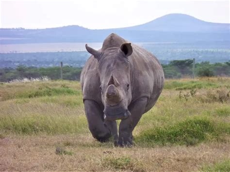 Northern White Rhinoceros Facts Diet Habitat And Pictures On Animaliabio