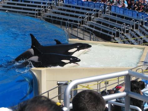 Chinas Backwards Step Ignores Growing Public Feeling Against Breeding Orcas In Captivity