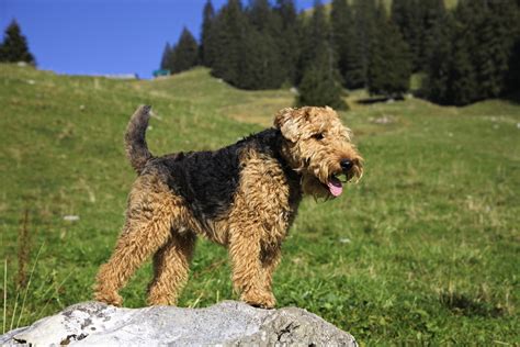 Welsh Terrier | Bil-Jac