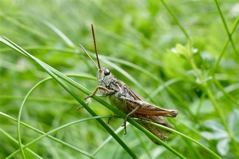 Maybe you would like to learn more about one of these? The Inchworm & The Grasshopper. An ADHD Fable - Diane O'Reilly