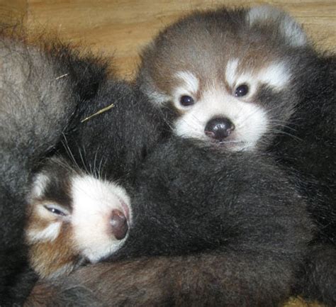 Rusty Red Thick Furred Panda Baby Animal Zoo