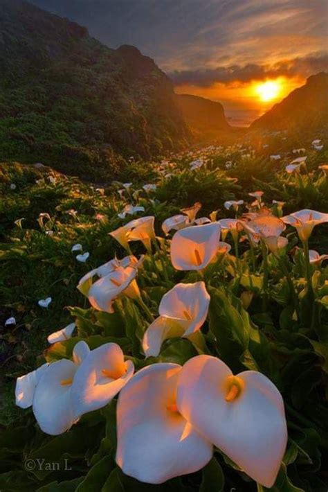 Calla Lilly Valley In The Big Sur Of California Photo Yan L