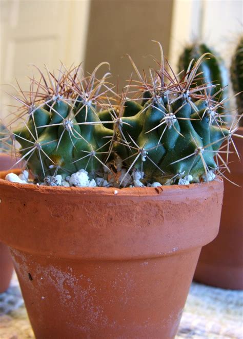 How to grow a cactus from seed at home. Green Zebra Market Garden: Grow Your Own Cacti From Seed