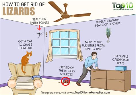 Despite the best efforts of keepers, pet lizards occasionally escape their cages and run freely through the house. How to Get Rid of Lizards | Top 10 Home Remedies