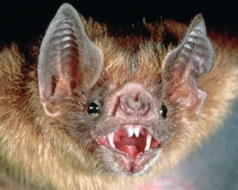 Vampire Bat Bites Kill Four Children In Peru London Evening Standard