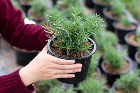 How To Grow Rosemary Indoors Gardeners Path 2023