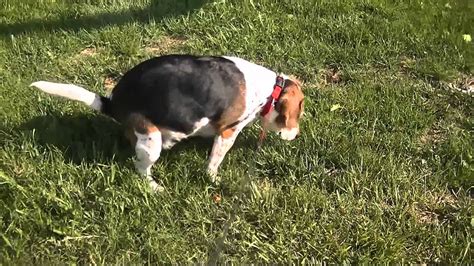 Beagle Pees And Poops Youtube