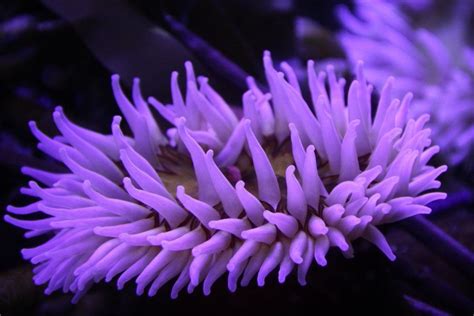 Purple Anemone Sea Anemone Anemone Flower Flowers Fish Tales