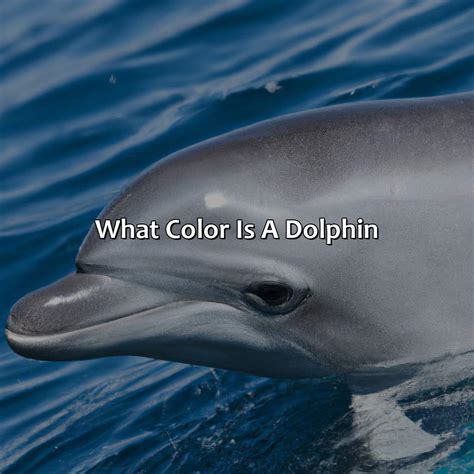 What Color Is A Dolphin