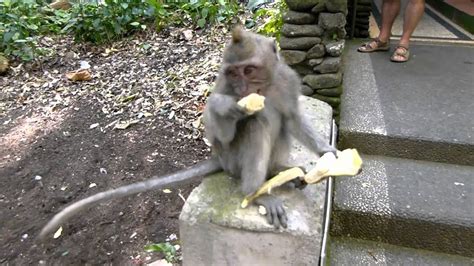 How Do Monkeys Eat Bananas
