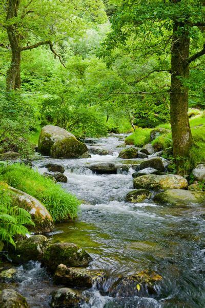 Small Stream In A Forest With Oak Trees Nature Photography Beautiful