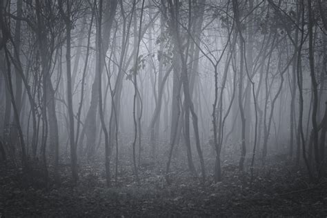Wallpaper Trees Fog Forest Landscape Hd Widescreen High