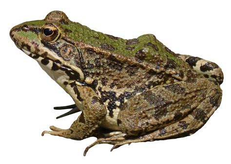 Frog Png Image Pngpix