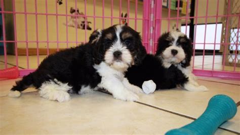 Adorable Tri Color Cavachon Puppies For Sale Georgia Local Breeders At