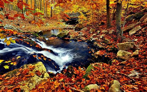 Autumn Forest Stream Fall Colorful Autumn Flow Falling Woods