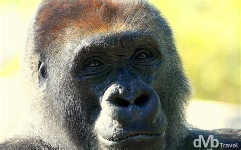 Gorilla San Diego Zoo Usa Worldwide Destination Photography And Insights