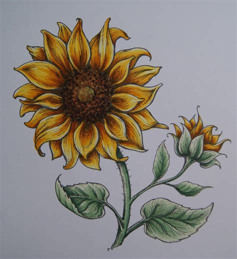 Pin By Geovana On Sunflower Drawings Sunflower Art Sunflower Drawing