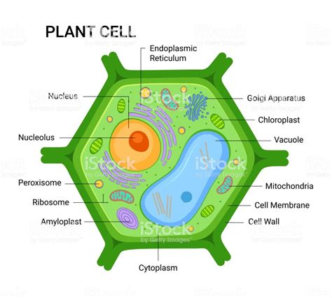 Simple Plant Cell Structure Diagram