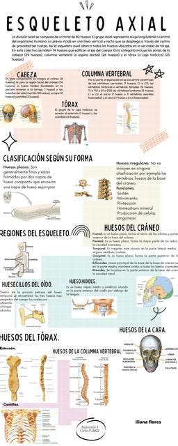 Infografía Esqueleto Axial Tefa Arévalo Udocz