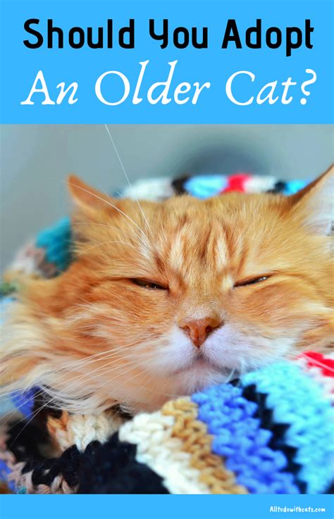 The question has been in my head for years: 5 Benefits Of Adopting An Older Cat (What You Need To Know ...
